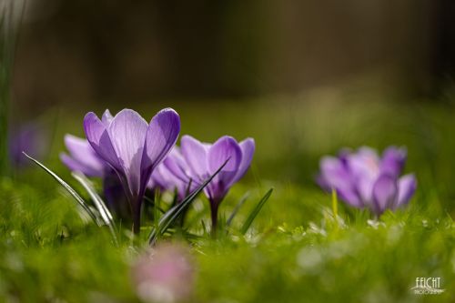 Krokusse im Gegenlicht