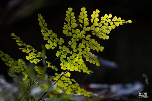 Farn im Gegenlicht