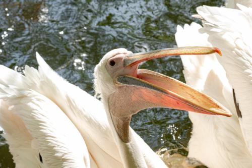 Wo bleibt das Futter?