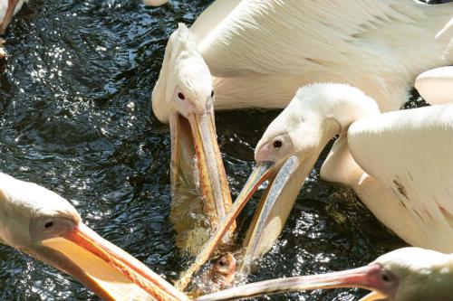 Gedrängel an der Fischtheke