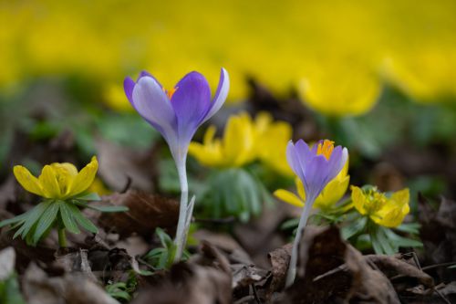 02 - Frühling kommt