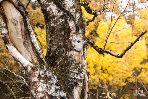 Herbstliche Birke