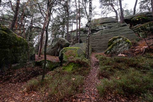 Felsen im Wald