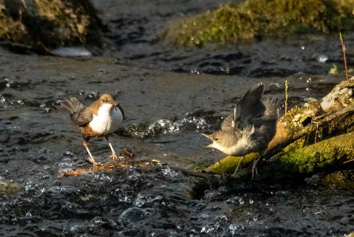 04-Betteln um Futter