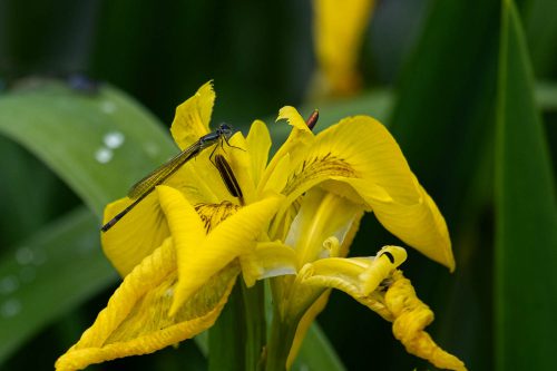 05-Insektenfutterplatz