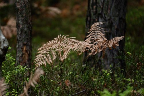 Herbstfarn