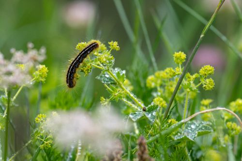 06-Kleine Raupe