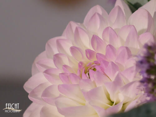 GFX100 63 mm | ISO 3.200 | f 7,1 | 1/160 sec.