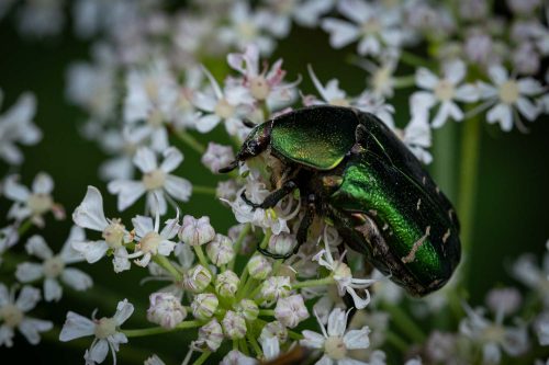 07-Rosenkäfer