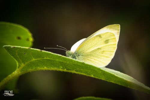 Zarter Falter