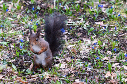 03 - Niedliches Eichhörnchen