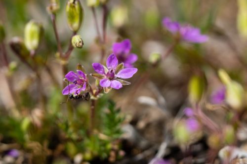 05 - Winzige Blüten