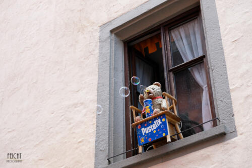 Bär am Fenster