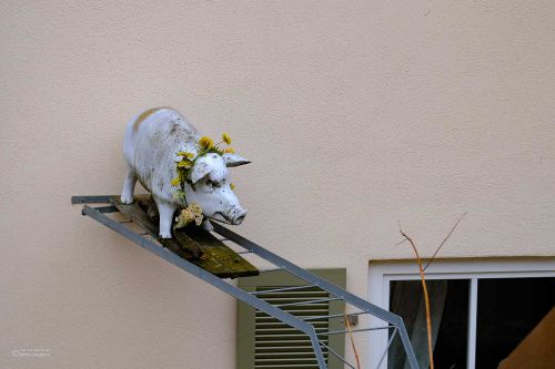 Allgegenwärtige Sau