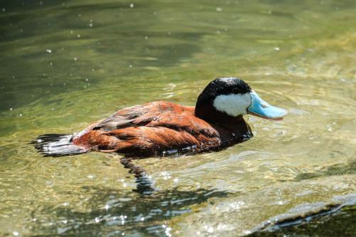 Schwarzkopfruderente