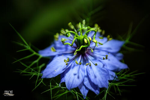 Blaue Blüte im Licht