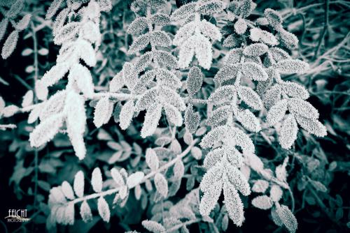 Frostblätter I