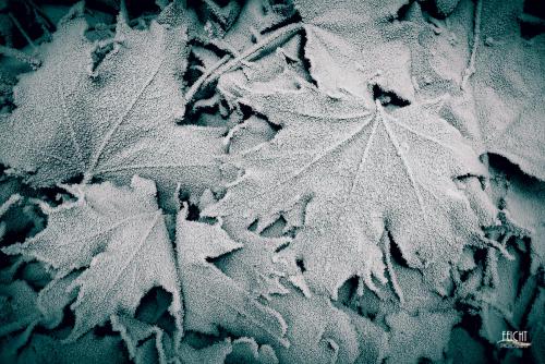 Frostblätter II