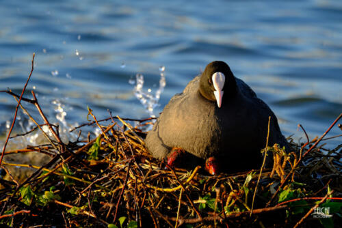 Blässhuhn-Nachwuchs