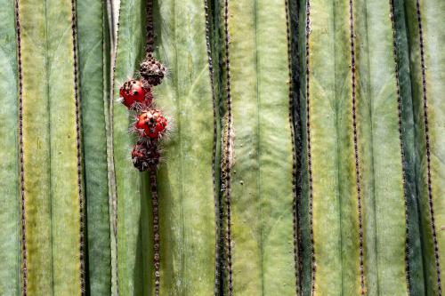 Detail vom Kaktus