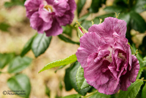 Blühende Schönheiten