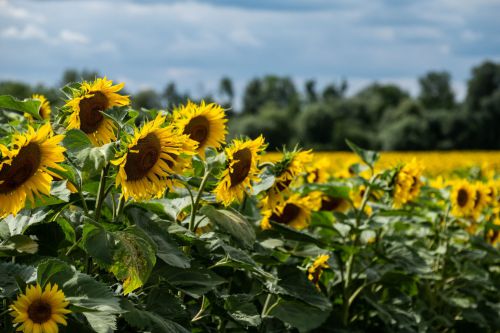 07 - Sonnenblumenfeld