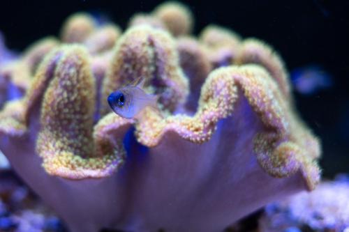 Netter kleiner Fisch