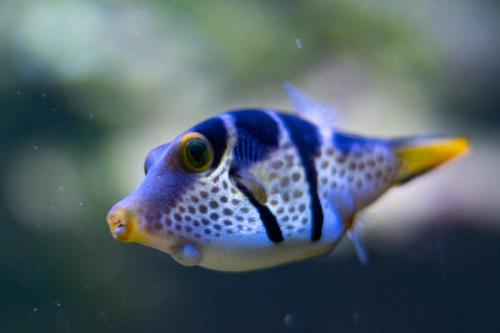 Schwarzsattelfeilenfisch