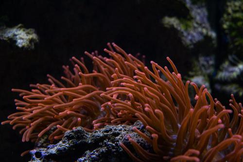 Seeanemone