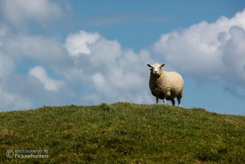 Einsames Schaf
