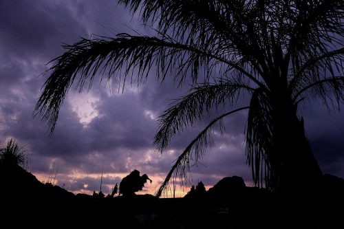 Palme mit Abendstimmung