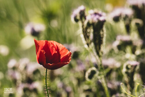 Einzelne Mohnblüte