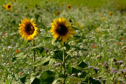 Schönes Sonnenblumenfeld