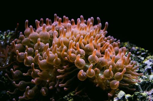Seeanemone