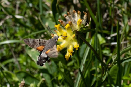 06 - Taubenschwänzchen