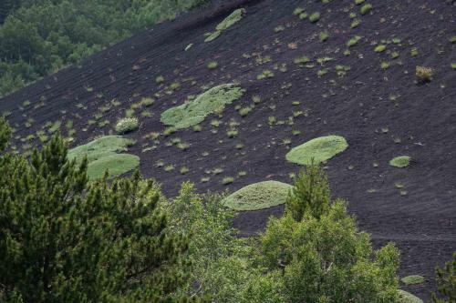 Die Natur sucht sich ihren Weg