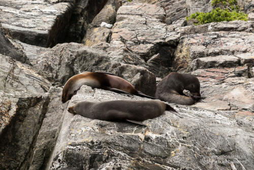 Robben im Milford Sound 