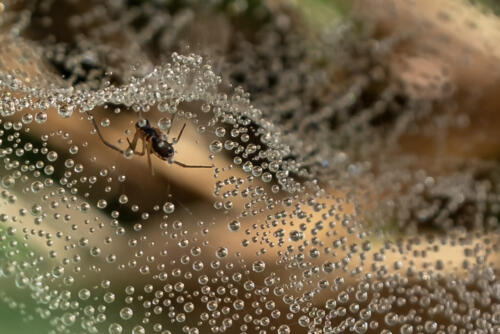 09 - Kristalle im Netz