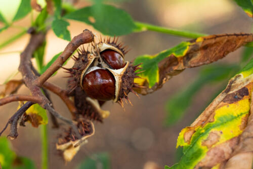 10 - Kastaniensammeln