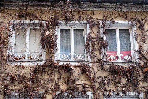 Umrankte Fenster
