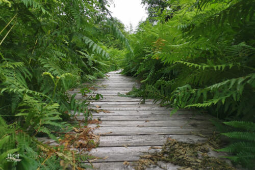 Holzsteg durch die Farne