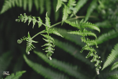 Farn im Detail