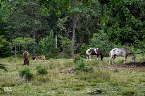 Waldpflege durch Pferde