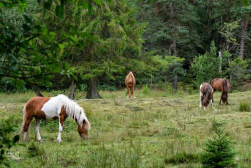 Pferde im Wald