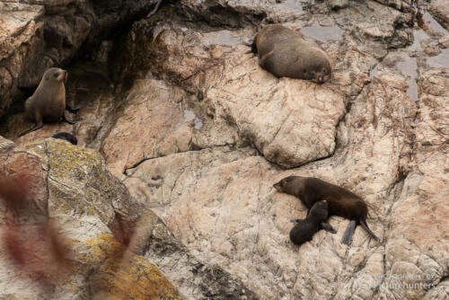Robben an der Ostküste