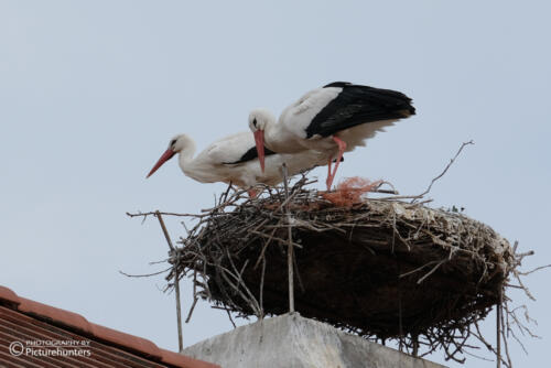 Störche in Rust