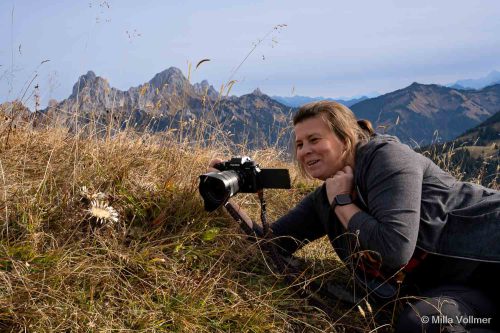 Silberdistel als Fotomotiv