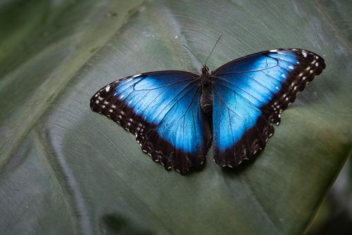 Blauer Morphofalter