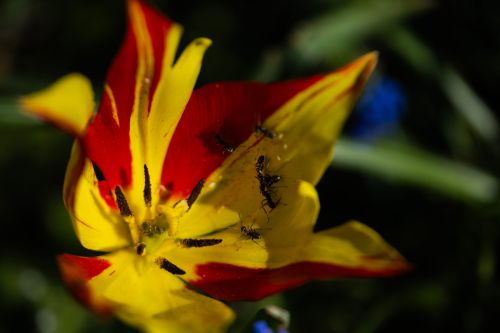 Tulpe mit Ameisen