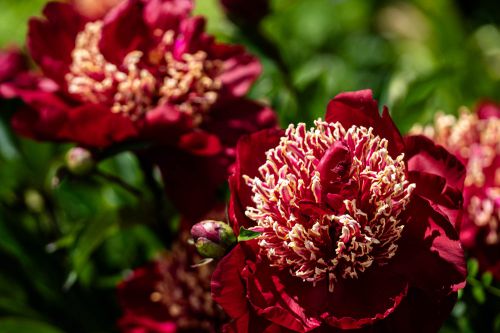 Schöne Pfingstrosen